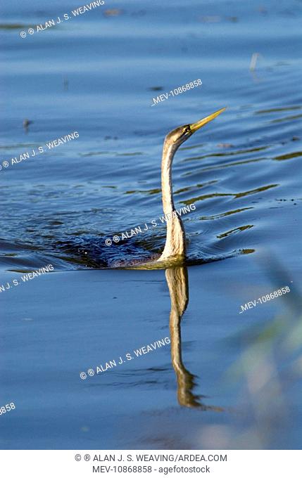 African Darter / Darter / Snakebird fishing in dam with body characteristically submerged. (Anhinga rufa). Andries Vosloo Kudu Reserve, nr