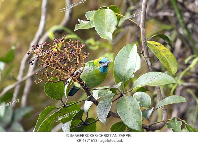Golden-naped Barbet (Psilopogon pulcherrimus), Kinabalu National Park, Sabah, Borneo, Malaysia, Asia