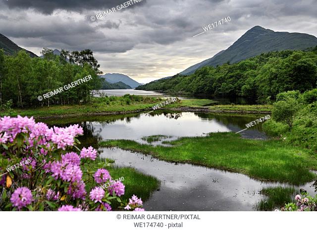 Rhododendron flowers at the River Leven at the Head of Loch Leven in Kinlochleven with Mam na Gualainn ridge Scottish Highlands Scotland UK