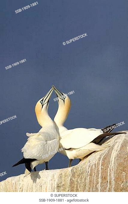 Gannet adult couple in greeting ritual in colony Morus Bassanus in spring on the Saltee Islands near Kilmore County Wexford Ireland Europe EU