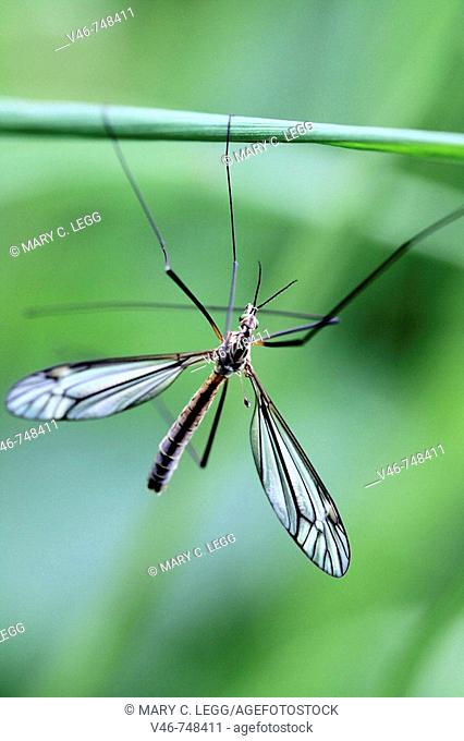 European cranefly  Tipula paludosa hangs on a blade of grass Prague Czech Republic.  Lacework on wings clearly visible. Cranefly hangs against an emerald green...