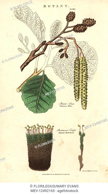 Common alder tree, Betula alnus, and frizzled bartramia, Bartramia crispa. Handcoloured copperplate engraving after Sydenham Edwards from John Mason Good's...
