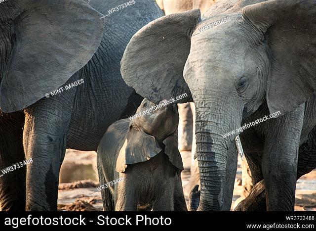 A elephnat calf, Loxodonta africana, bites the ear of an older elephant