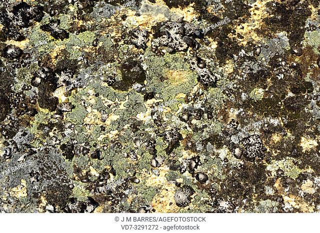 Lichen community dominated by map lichen (Rhizocarpon geographicum) (yellow crustose lichen) and Umbilicaria pustulata (foliose lichen) on a granitic rock