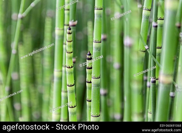 A lot of green bamboos and a beautiful day