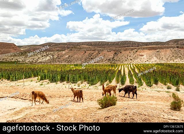 Llamas (Lama glama) grazing on a quinoa plantation; Nor Lipez Province, Potosi Department, Bolivia