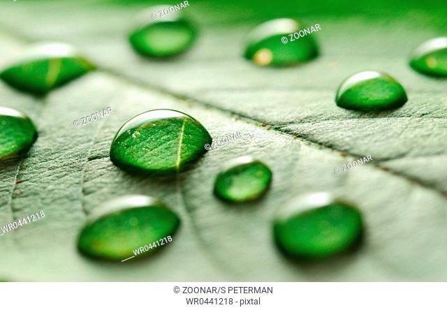 water drops on the leaf
