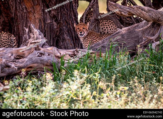 Cheetah starring from under a tree in the Kgalagadi Transfrontier Park, South Africa