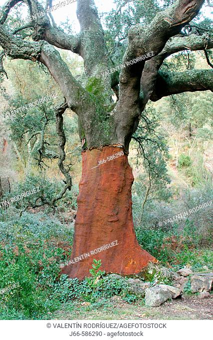 Cork oak (Quercus suber) in Mosquera ravine, Azuébar. Sierra Espadán. Castellón province. Spain