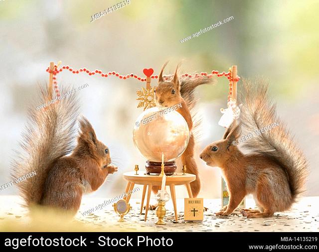red squirrels are watching an crystal ball