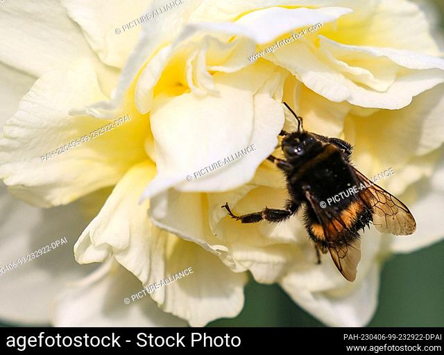 06 April 2023, North Rhine-Westphalia, Cologne: A bumblebee sits on the flower of a camellia in the flora. Photo: Oliver Berg/dpa