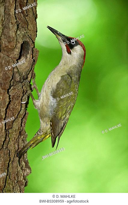 green woodpecker (Picus viridis), male at ist nesting holes in an oak trunk, Germany, North Rhine-Westphalia, Schlossholte.Stukenbrock