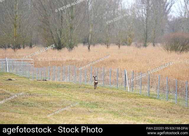 31 January 2022, Brandenburg, Schwedt/Ot Criewen: A deer runs along the protective fence against wild boars near the dike in the Lower Oder Valley National Park...