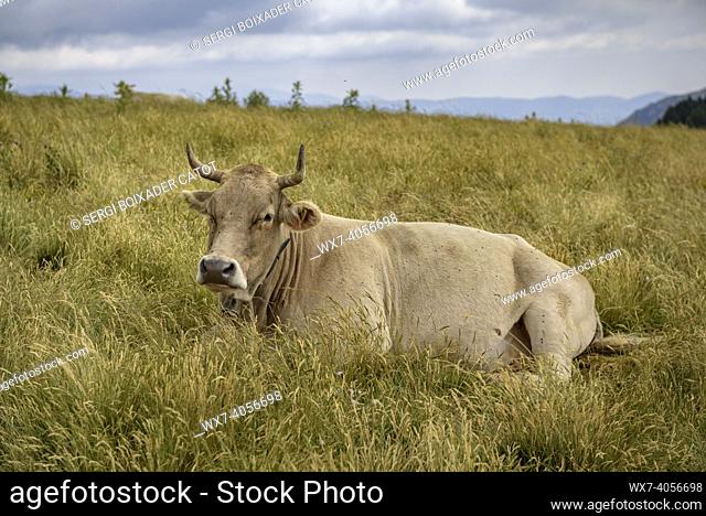 Cow among meadows in Serra Cavallera (Ripollès, Catalonia, Spain, Pyrenees)