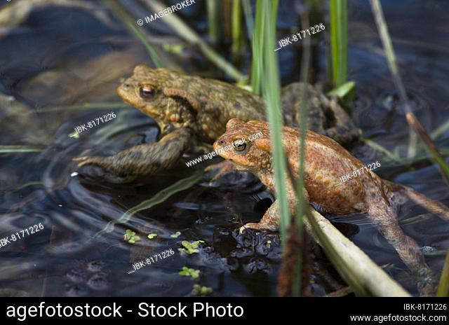 Common toad (Bufo bufo), two males running, pond, Canton Baselland, Switzerland, Europe