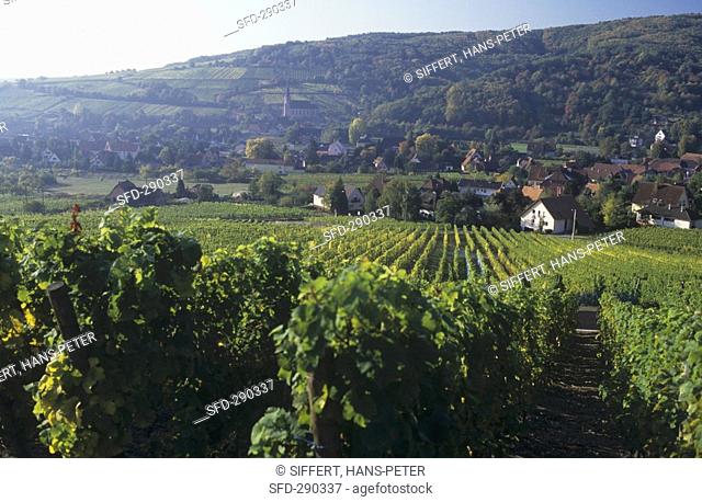 View of Andlau across vineyard, Alsace, France