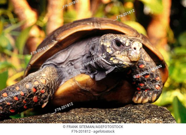 Red Foot Tortoise (Chelonoidis carbonaria)