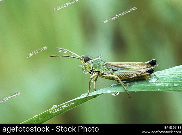 Meadow grasshopper (Chorthippus parallelus) with dewdrops, North Rhine-Westphalia, Common grasshopper, Germany, Europe