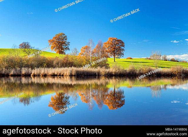 Oaks at the pond, Habach, Upper Bavaria, Bavaria, Germany