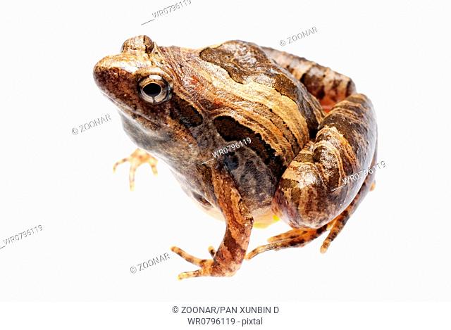 animal frog Microhyla pulchra isolated
