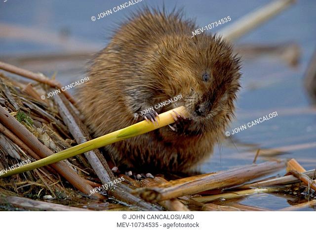 Muskrat - Biting on reed (Ondatra zibethica)