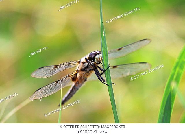 Four-spotted Chaser (Libellula quadrimaculata), dragonfly
