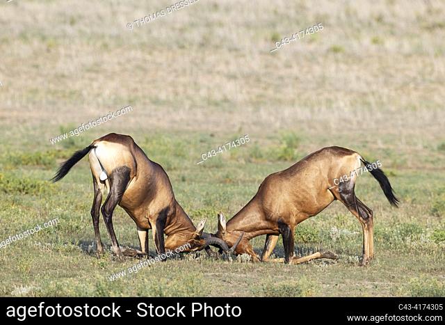Red Hartebeest (Alcelaphus buselaphus caama). Fighting bulls. Kalahari Desert, Kgalagadi Transfrontier Park, South Africa