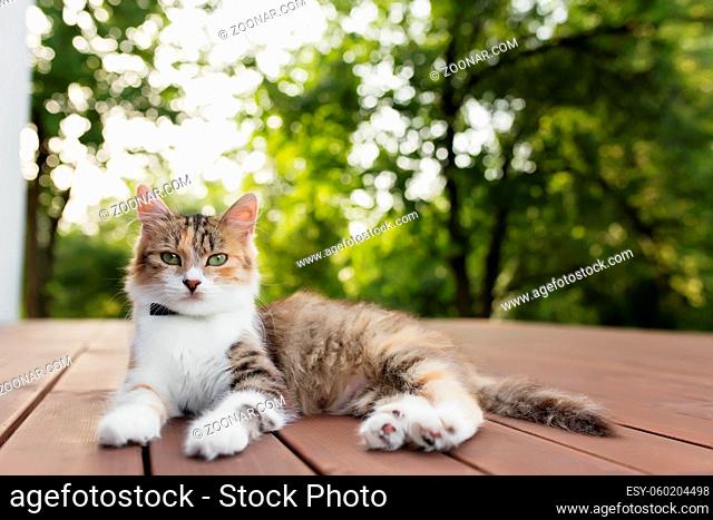 Beautiful tricolor cat lies on a brown wooden terrace with blurred green background. Happy lying cat. Concept of healthy and happy pet animal