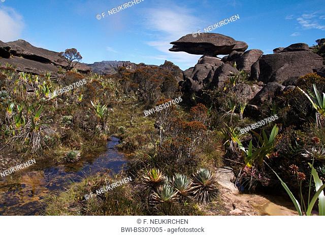 bizarr sandstone formation 'flying turtle' on Mount Roraima, Venezuela, Canaima National Park, Roraima Tepui