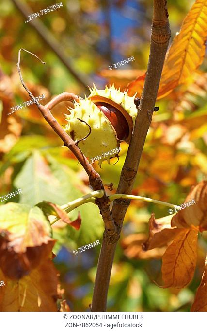 Aesculus hippocastanum, Rosskastanie, Horse chestnut