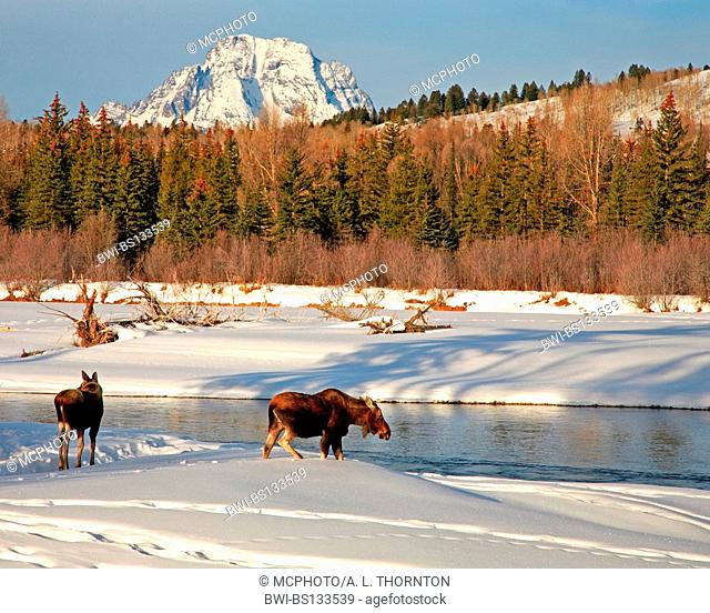 moose, elk (Alces alces), two elks at river, USA, Grand Teton NP
