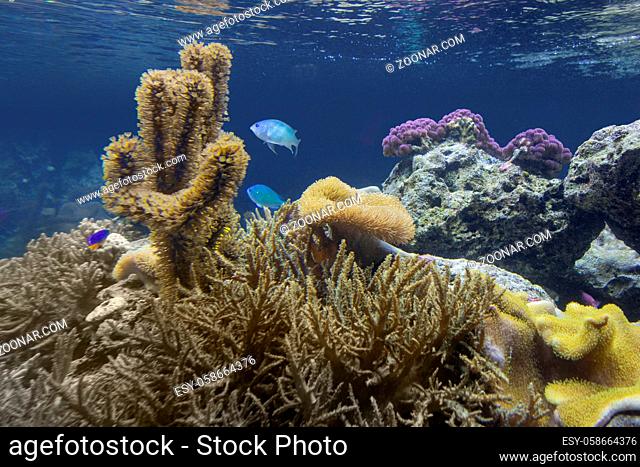 colorful coral reef scenery with lots of different corals, sea anemones and fishes