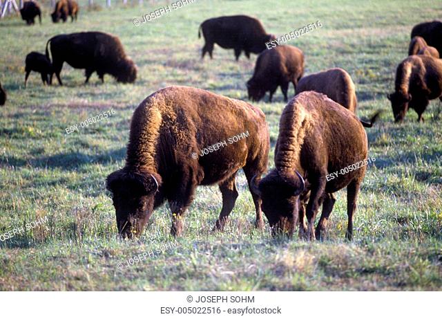 Buffalo grazing on range, Niobrara National Wildlife Refuge, NE