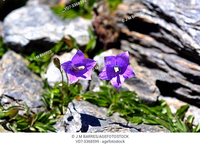 Campanula herminii is a perennial herb endemic to center and southern Iberian Peninsula mountains. This photo was taken in Sierra Nevada National Park