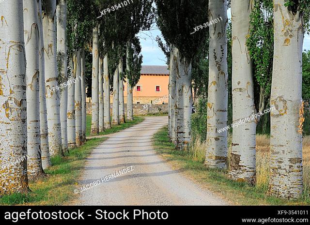 Path with poplars (Populus nigra) Olmos de Ojeda. Palencia province. Castilla y León. Spain