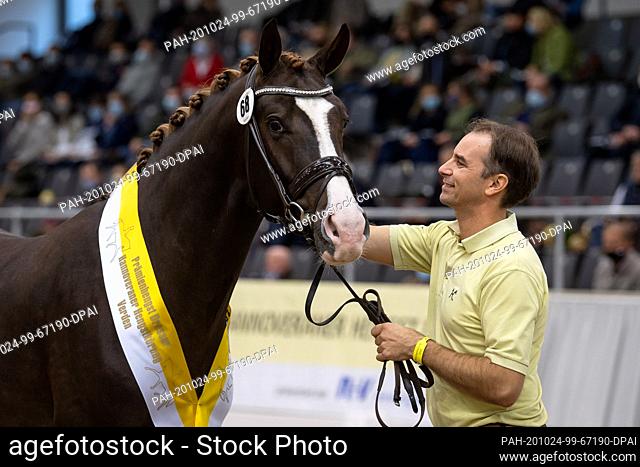24 October 2020, Lower Saxony, Verden: The premium stallion (by Sezuan - Sir Donnerhall I) achieved the highest bid at the auction of the stallion licensing...