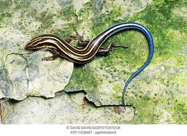 The American Five-lined Skink Eumeces fasciatus is one of the most common lizards in the eastern U S