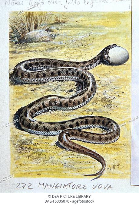 Zoology - Scaled reptiles - Colubridae - Common Egg-eater (Dasypeltis scabra), illustration