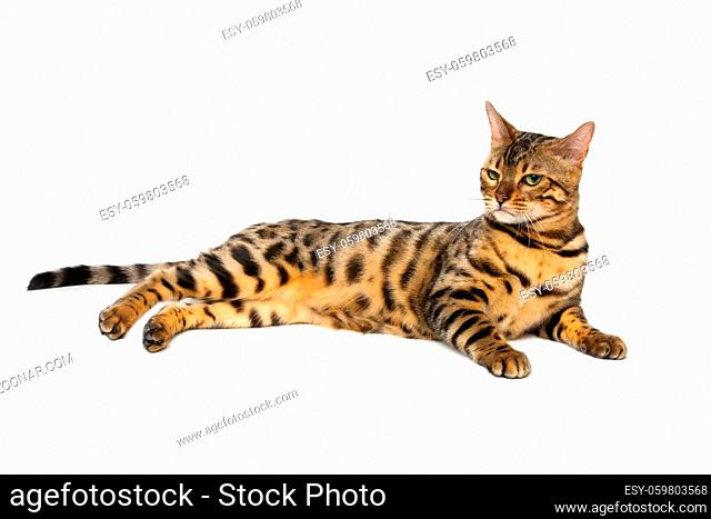 Portrait of beautiful bengal cat isolated lying over white background. Copy space