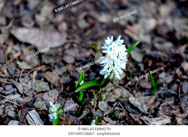 Striped Squill flower close up