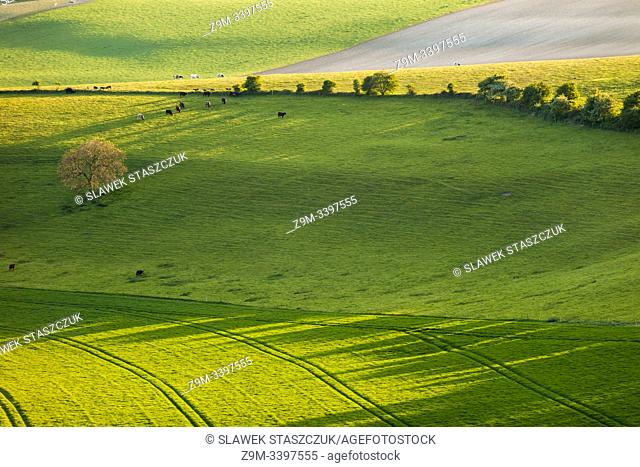 Spring evening in South Downs National Park, West Sussex, England