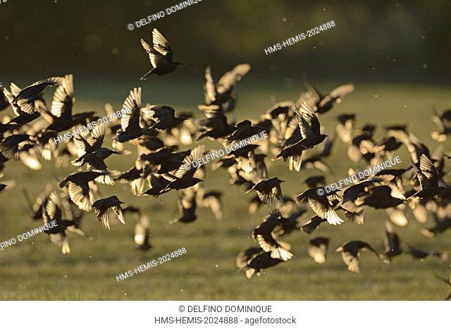 France, Doubs, Brognard, natural space of Allan, European Starling (Sturnus vulgaris), flight of a group of starlings against the light seeking