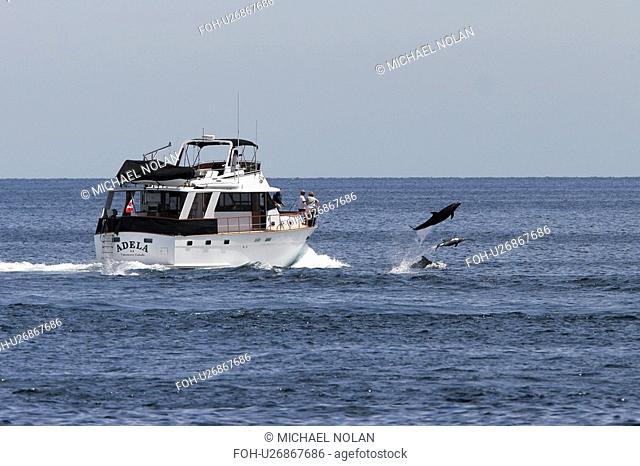 Bottlenose Dolphins Tursiops truncatus bow riding a pleasure yacht. Los Islotes in the lower Gulf of California Sea of Cortez, Mexico