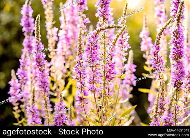 Blooming loosestrife as close up in foreground, blurred background, summer mood in garden