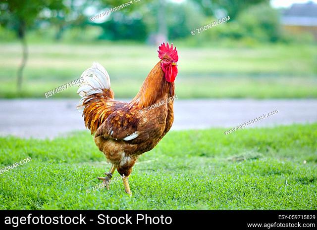 A chicken standing on top of a grass covered field. High quality illustration
