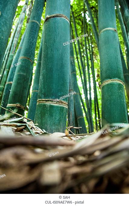 Bamboo, surface view
