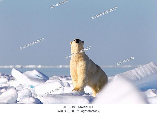 Polar bear Ursus maritimus on the arctic ice in Baffin Bay north of Baffin Island, Nunavut, Canada