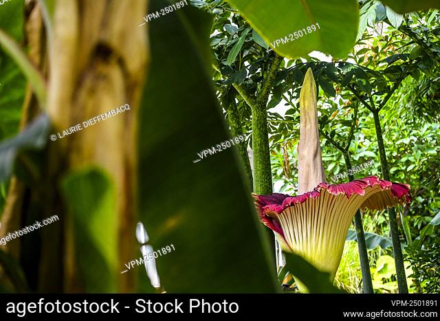 Illustration picture shows a Titan Arum flower flourishes since Yesterday at the Belgian National Botanic Gardens in Meise, Thursday 14 May 2020