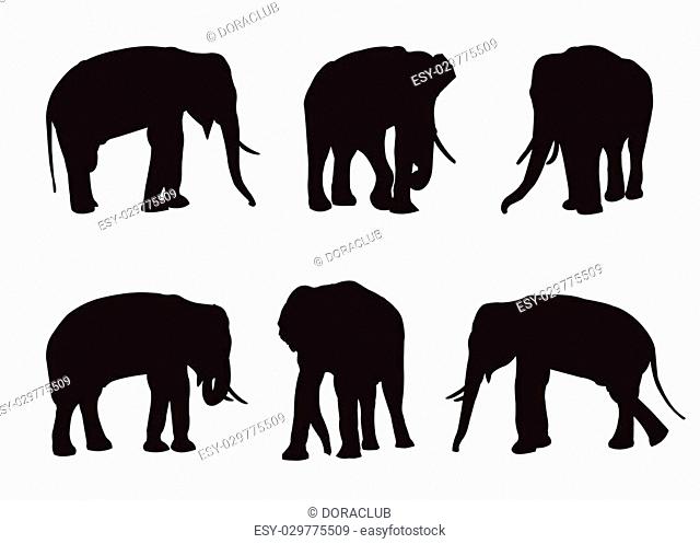 Elephant Set Silhouettes on the white background