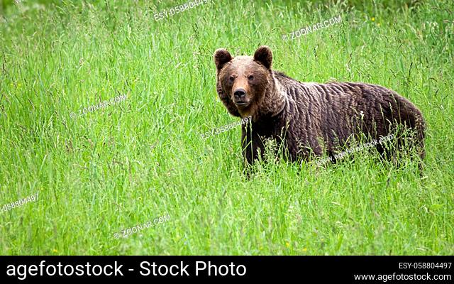 Brown bear, ursus arctos, standing on grassland in summer nature. Large predator looking to the camera on meadow. Big mammal watching on green field with copy...